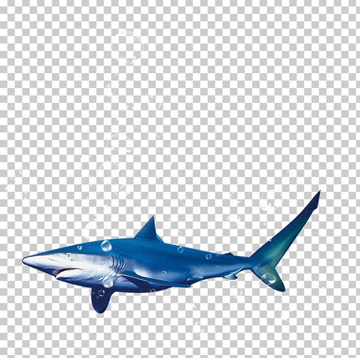 Blue Shark Tiger Shark PNG, Clipart, Animals, Blue, Blue Sea, Cartilaginous Fish, Electric Blue Free PNG Download