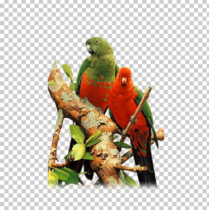 Budgerigar Lovebird Parakeet Cockatiel PNG, Clipart, Animals, Australian King Parrot, Beak, Bird, Bird Supply Free PNG Download