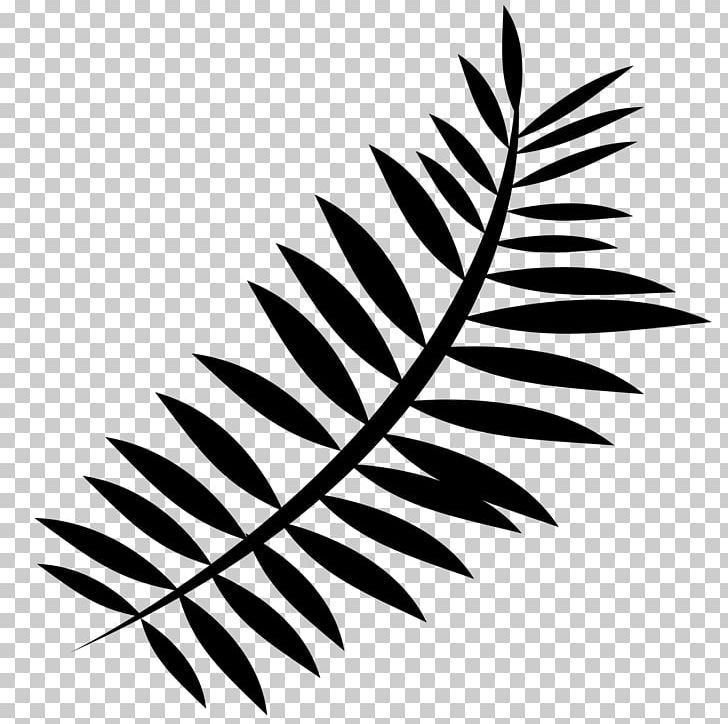 De Beekvallei Ophoven Fern Leaf Tallinna Jalgpalliselts PNG, Clipart, Bed And Breakfast, Black And White, Branch, De Beekvallei Ophoven, Definition Free PNG Download