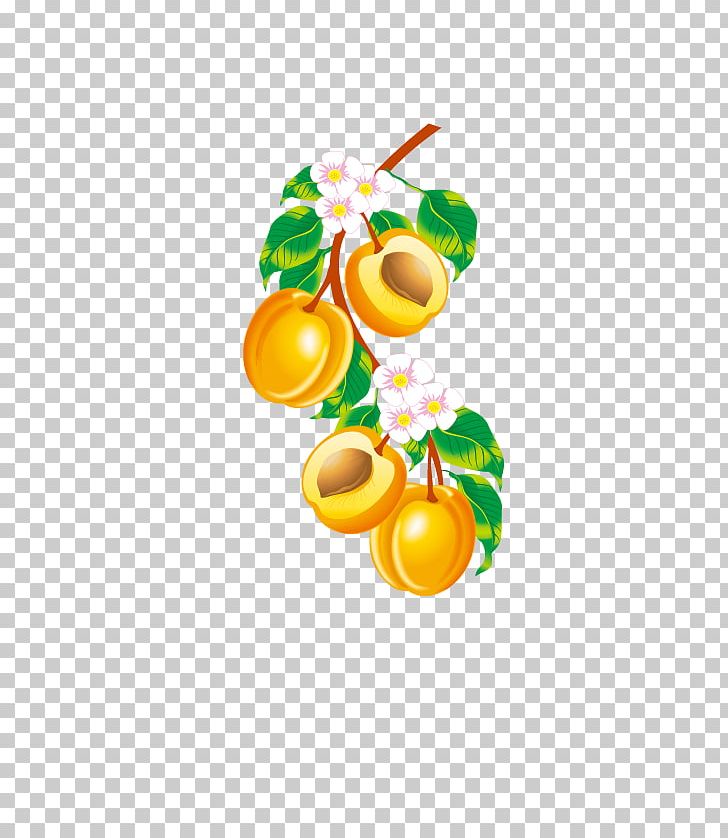 Fruit Apricot Euclidean PNG, Clipart, Apple, Apricot, Apricot Blossom Yellow, Apricot Flower, Apricots Free PNG Download
