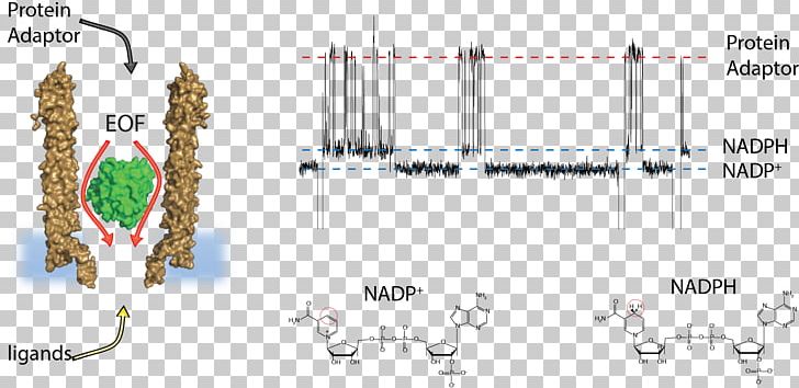 Oxford Nanopore Technologies Nucleic Acid Technology PNG, Clipart, Acid, Adaptor, Angle, Chem, Diagram Free PNG Download