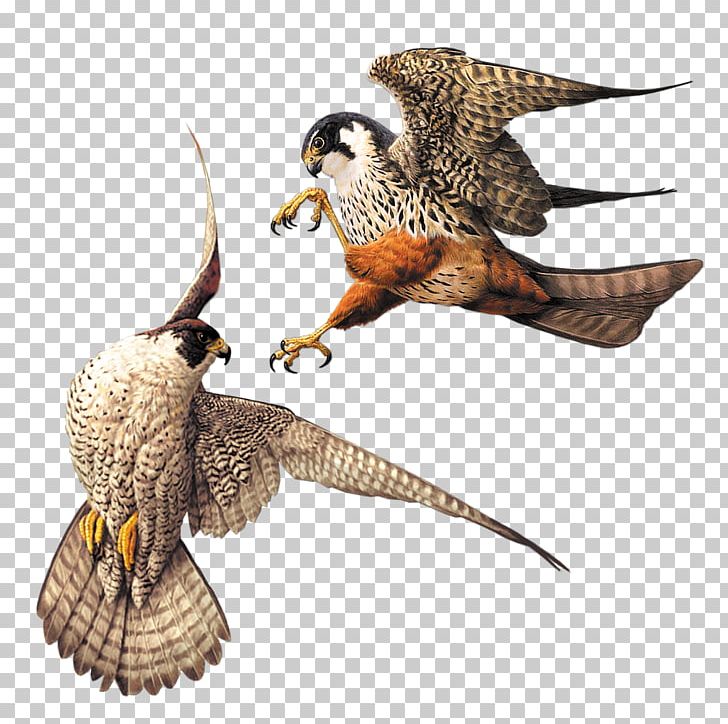 Owl Fauna Beak Feather Falcon PNG, Clipart, Animals, Beak, Bird, Bird Of Prey, Falcon Free PNG Download