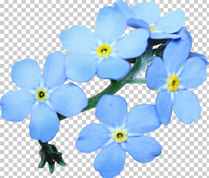 Scorpion Grasses Nezabudka Flower Petal PNG, Clipart, 2016, Author, Blue, Borage Family, Drawing Free PNG Download