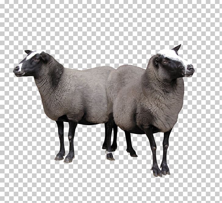 Sheep Goat Cattle PNG, Clipart, Animals, Cattle, Cow Goat Family, Display Resolution, Goat Free PNG Download