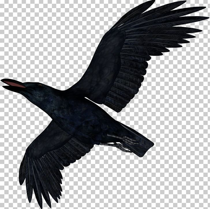 Bird Common Raven American Crow PhotoScape PNG, Clipart, American Crow, Animals, Beak, Bird, Bird Of Prey Free PNG Download