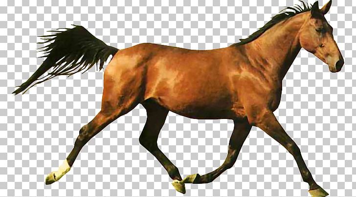 Horse Racing Shergar Web Browser PNG, Clipart, Animal, Animal Figure, Animals, At Resimleri, Cheval Free PNG Download