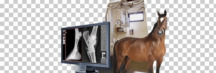 Horse Veterinarian Veterinary Medicine Digital Radiography PNG, Clipart, Animal, Animals, Bit, Bridle, Flat Panel Detector Free PNG Download