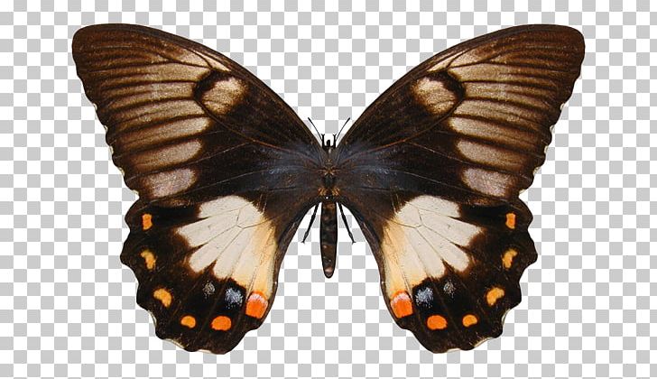 Monarch Butterfly Papilio Aegeus Black Swallowtail Swallowtail Butterfly PNG, Clipart, Arthropod, Black Swallowtail, Brush Footed Butterfly, Butterflies And Moths, Butterfly Free PNG Download