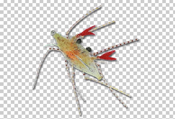 Insect Weevil Pest PNG, Clipart, Arthropod, Insect, Invertebrate, Membrane Winged Insect, Organism Free PNG Download