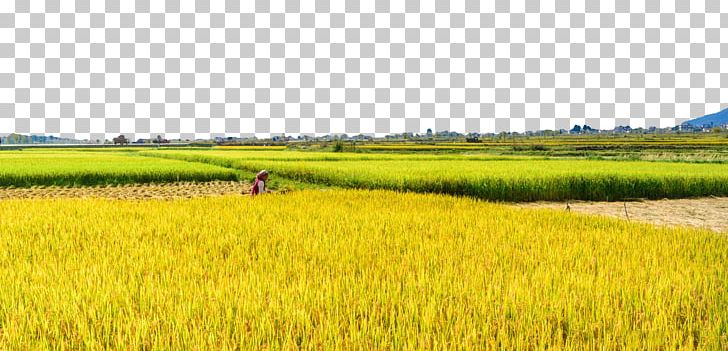 Paddy Field Rice Oryza Sativa PNG, Clipart, Agriculture, Attractions, Commodity, Crop, Dali Free PNG Download