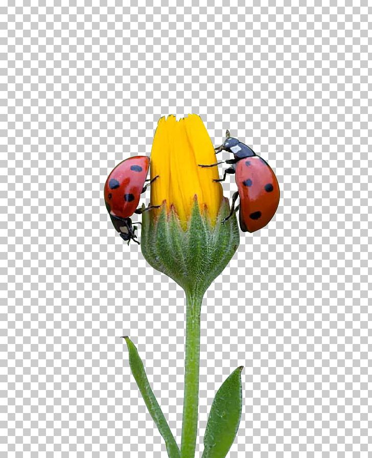 Petal Lady Bird PNG, Clipart, Beetle, Flower, Flower Bouquet, Flower Pattern, Flowers Free PNG Download