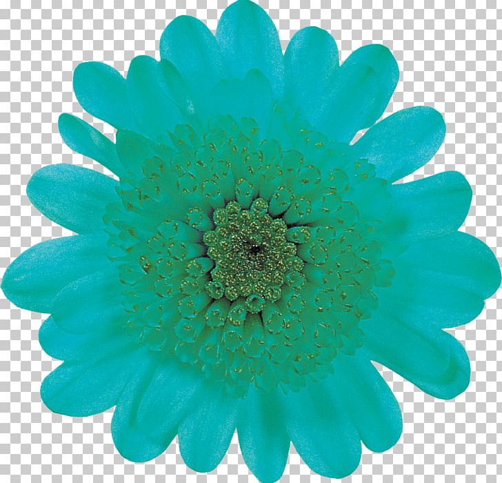 Applied Nanodetectors Ltd Mercado Primos Proposal Turquoise Cobalt Blue PNG, Clipart, Aqua, Blue, Chrysanthemum, Chrysanths, Cobalt Blue Free PNG Download