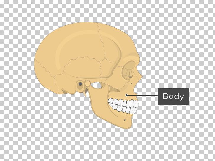 Jaw Zygomatic Bone Anatomy Maxilla Human Body PNG, Clipart, Anatomy, Bone, Cheek, Ear, Head Free PNG Download