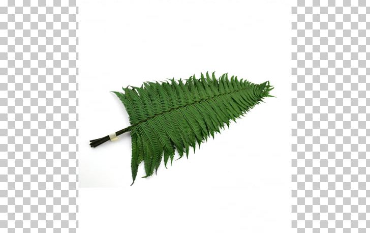 Parchment Papyrus Grass Fern Leaf PNG, Clipart, Czech Koruna, Fern, Grass, Grass Family, Leaf Free PNG Download