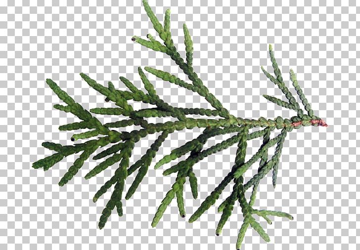 Spruce Fir Twig Plant Stem Leaf PNG, Clipart, Branch, Conifer, Cypress Family, Fir, Leaf Free PNG Download