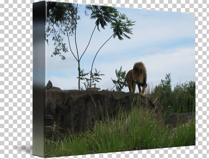 Wildlife Fauna Ecosystem Cattle National Park PNG, Clipart, Cattle, Cattle Like Mammal, Ecosystem, Fauna, Grass Free PNG Download