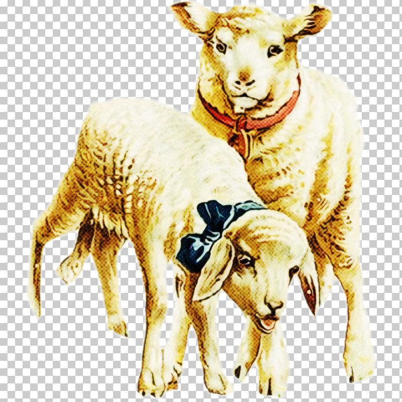 Sheep Sheep Goats Livestock Cow-goat Family PNG, Clipart, Animal Figure, Argali, Cowgoat Family, Goatantelope, Goats Free PNG Download
