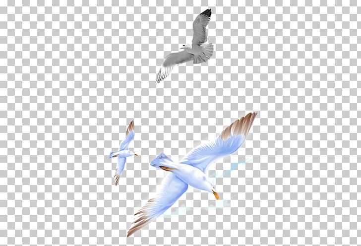 Bird PNG, Clipart, Albom, Animals, Beak, Bird, Bird Migration Free PNG Download