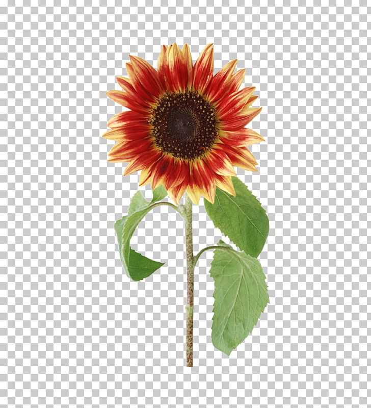 Common Sunflower PNG, Clipart, Artificial Flower, Color, Common Sunflower, Cut Flowers, Daisy Family Free PNG Download