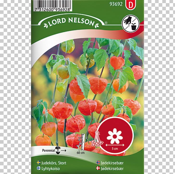 Chinese Lantern Seed Cobaea Scandens Sowing Red PNG, Clipart, Bedding, Chinese Lantern, Cobaea, Cobaea Scandens, Flower Free PNG Download