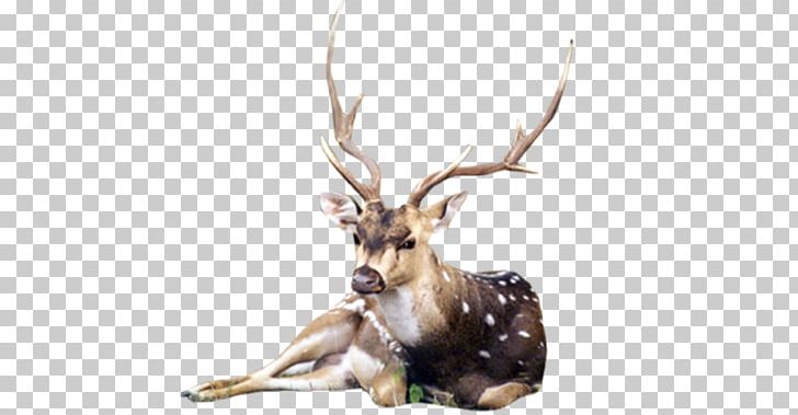 Reindeer White-tailed Deer Elk Antler PNG, Clipart, Antler, Cartoon, Deer, Elk, Fauna Free PNG Download