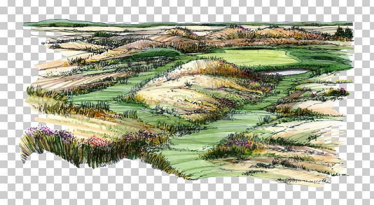 Salt Marsh Water Resources Plant Community Landscape PNG, Clipart, Community, Food Drinks, Golf Course Designer, Grass, Grass Family Free PNG Download