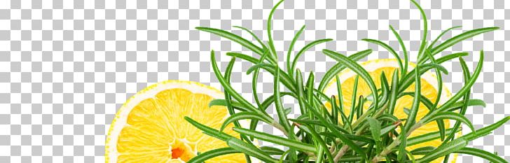 Vegetarian Cuisine Herbalism Grasses Fruit PNG, Clipart, Family, Food, Fruit, Grass, Grasses Free PNG Download