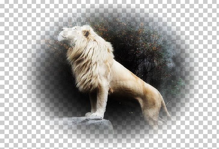White Lion Tiger Desktop Cat PNG, Clipart, Animal, Animals, Big Cat, Big Cats, Blingee Free PNG Download