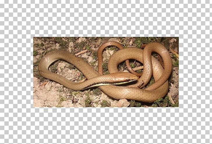 Boa Constrictor Kingsnakes Elapid Snakes Colubrid Snakes PNG, Clipart, Animal, Animals, Boa Constrictor, Boas, Colubridae Free PNG Download
