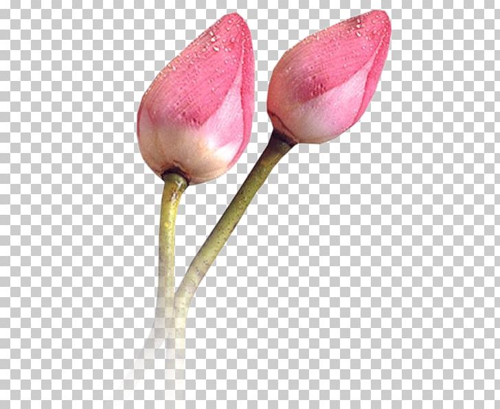 Drawing PNG, Clipart, Desktop Wallpaper, Download, Drawing, Flower, Flowering Plant Free PNG Download