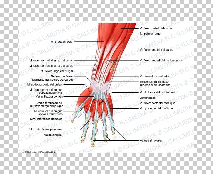 Finger Muscle Forearm Muscular System Hand PNG, Clipart, Anatomy, Arm, Blood Vessel, Diagram, Extensor Carpi Ulnaris Muscle Free PNG Download