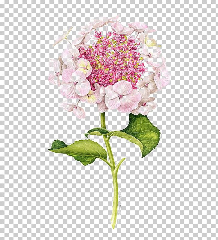 Flower Drawing Illustration PNG, Clipart, Artificial Flower, Cartoon, Color, Cornales, Encapsulated Postscript Free PNG Download