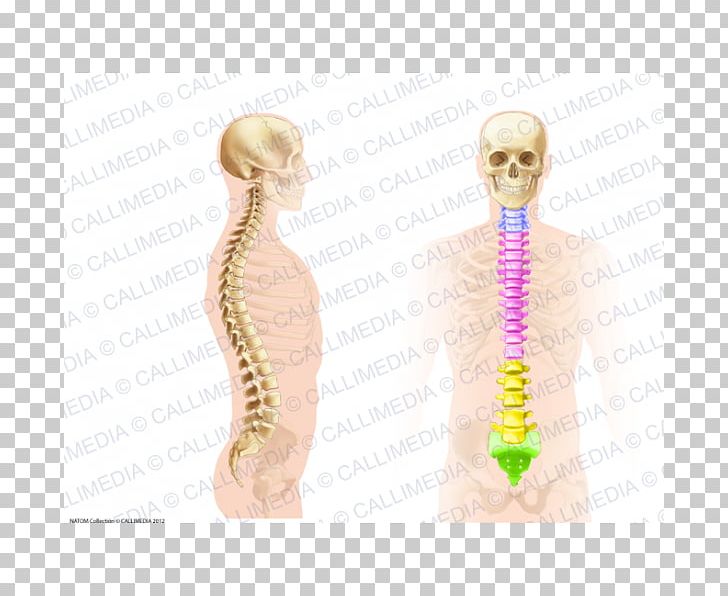 Vertebral Column Spinal Cord Scoliosis Anatomy Pain In Spine PNG, Clipart, Anatomy, Back Brace, Body Jewelry, Cervical Vertebrae, Ear Free PNG Download