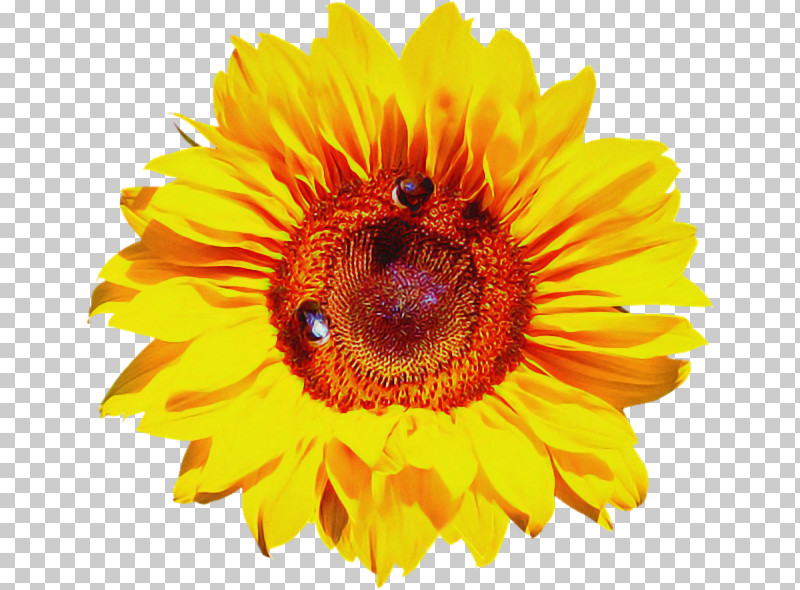 Sunflower PNG, Clipart, Flower, Orange, Petal, Plant, Pollen Free PNG Download