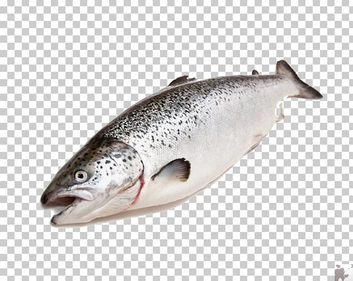 Coho Salmon Fish Trout Food PNG, Clipart, Barramundi, Bonito, Bony Fish, Capelin, Coho Free PNG Download