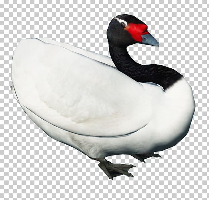 Duck Cygnini Swan Goose Bird PNG, Clipart, Animals, Beak, Bird, Black Swan, Canadian Goose Free PNG Download