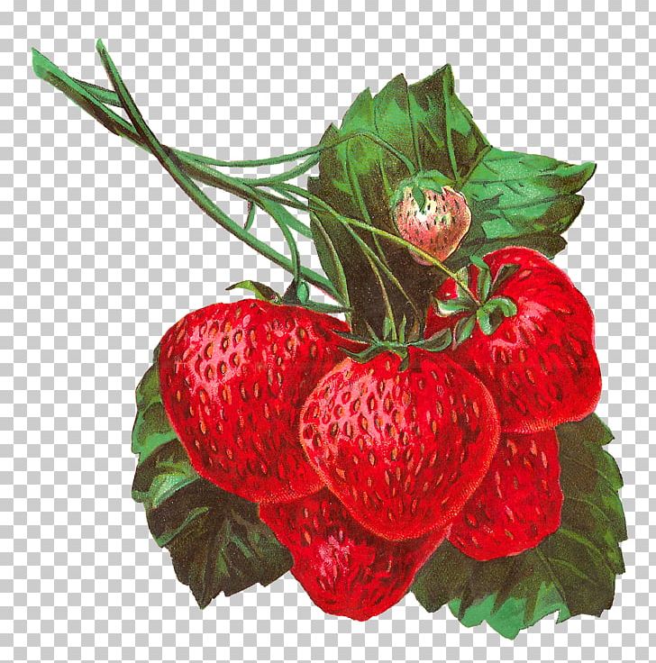 Strawberry Fruit PNG, Clipart, Apple, Berry, Clip Art, Decoupage, Digital Image Free PNG Download