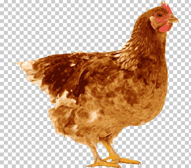 Zingem Laying Fowl Welsummer Stock Photography PNG, Clipart, Beak, Bird, Chicken, Depositphotos, Egg Free PNG Download
