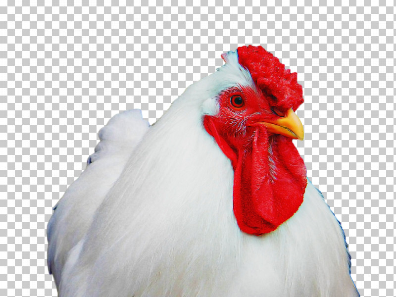 Chicken Bird Rooster Beak White PNG, Clipart, Beak, Bird, Chicken, Comb, Fowl Free PNG Download