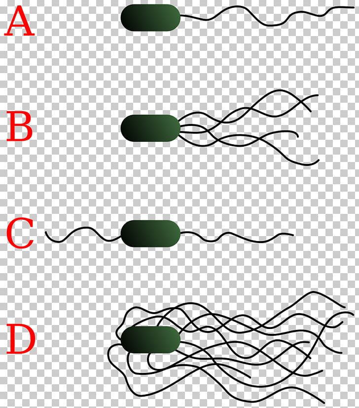 E. Coli Gram-negative Bacteria Flagellum Cell PNG, Clipart, Area, Bacteria, Bacterial Cell Structure, Black And White, Cell Free PNG Download