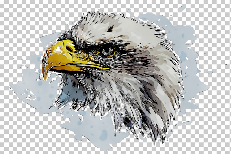 Bald Eagle Beak Eagle PNG, Clipart, Bald Eagle, Beak, Eagle, Paint, Watercolor Free PNG Download