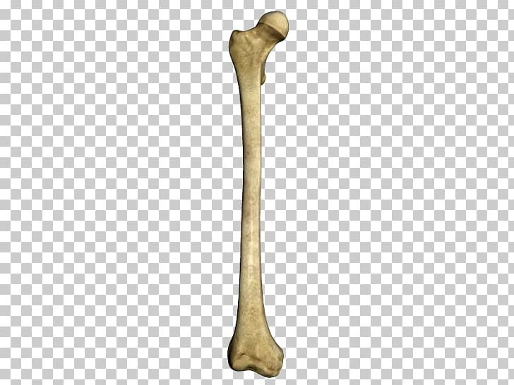 Bone PNG, Clipart, Bone Free PNG Download