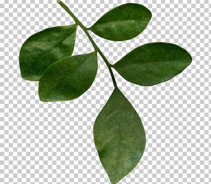 Leaf Tea Plant Stem Flower PNG, Clipart, Auglis, Botany, Branch, Flower, Flower Bouquet Free PNG Download