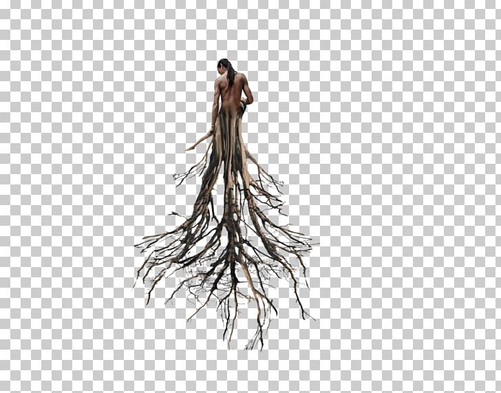 Root Tree Trunk Populus Nigra PNG, Clipart, Agac, Agac Koku, Branch, Cottonwood, Desktop Wallpaper Free PNG Download