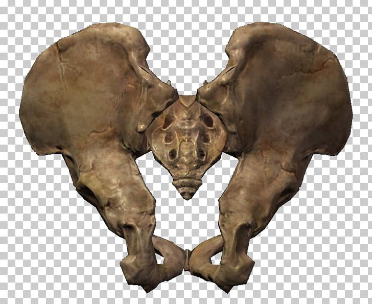 The Elder Scrolls V: Skyrim The Elder Scrolls Online Hip Bone Pelvis PNG, Clipart, Arm, Bone, Bones, Carnivoran, Dragon Free PNG Download