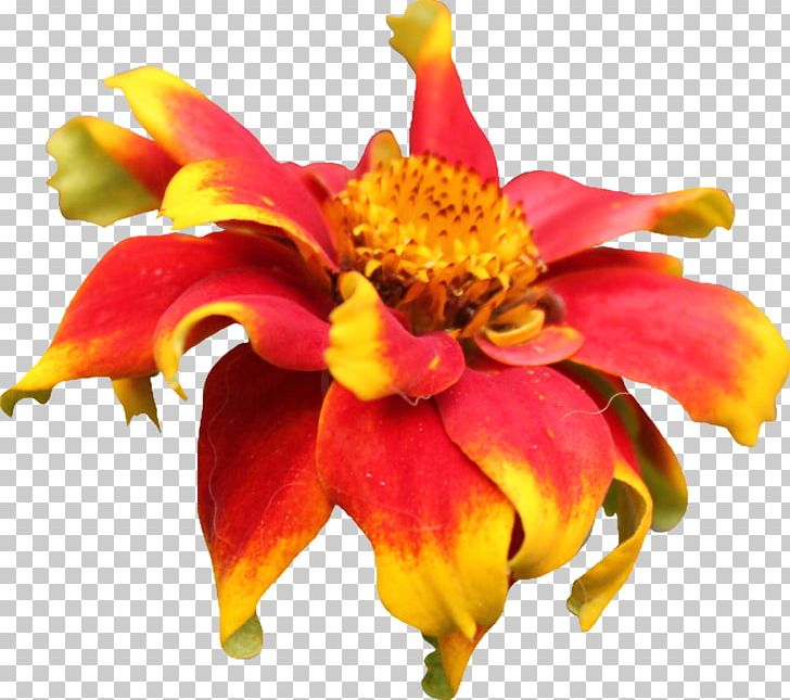 Lily Of The Incas Floristry Cut Flowers Canna Petal PNG, Clipart, Alstroemeriaceae, Annual Plant, Canna, Canna Lily, Cut Flowers Free PNG Download