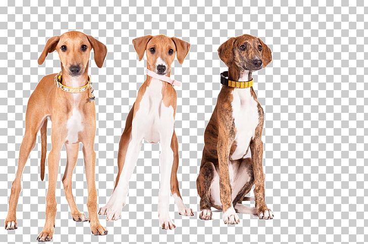Lurcher Azawakh Sloughi Greyhound Whippet PNG, Clipart, Azawakh, Carnivoran, Companion Dog, Dog, Dog Breed Free PNG Download