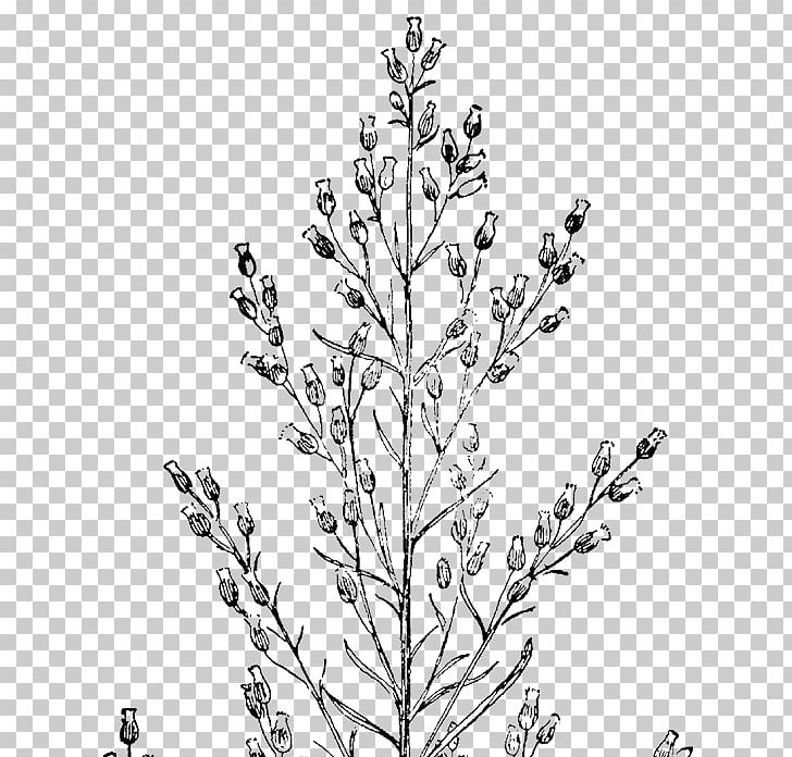 Erigeron Canadensis The Rail Park Plant Branch Twig PNG, Clipart, Black And White, Branch, Conyza, Drawing, Erigeron Canadensis Free PNG Download