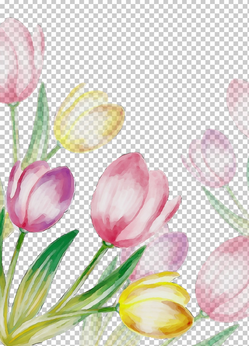 Petal Flower Tulip Plant Pink PNG, Clipart, Bud, Crocus, Cut Flowers, Flower, Lily Family Free PNG Download
