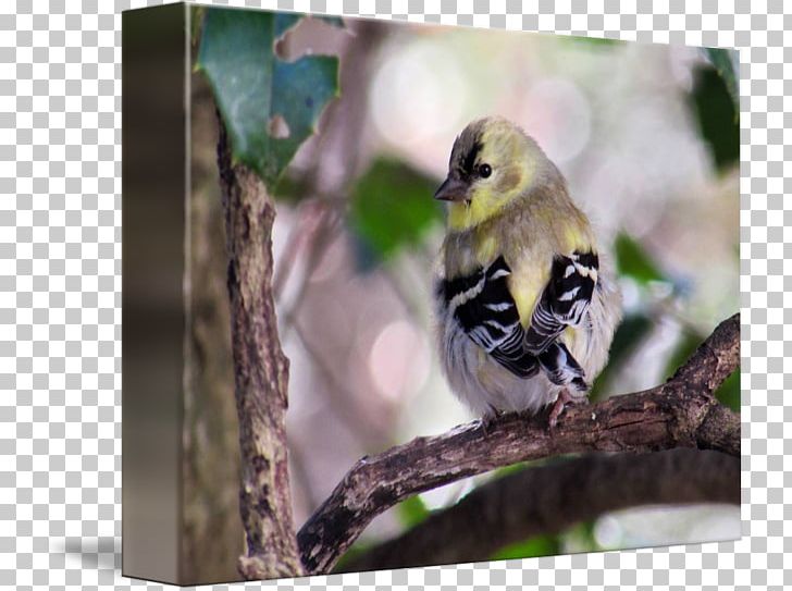 Beak Finches Fauna Wildlife PNG, Clipart, Beak, Bird, Fauna, Finch, Goldfinch Free PNG Download